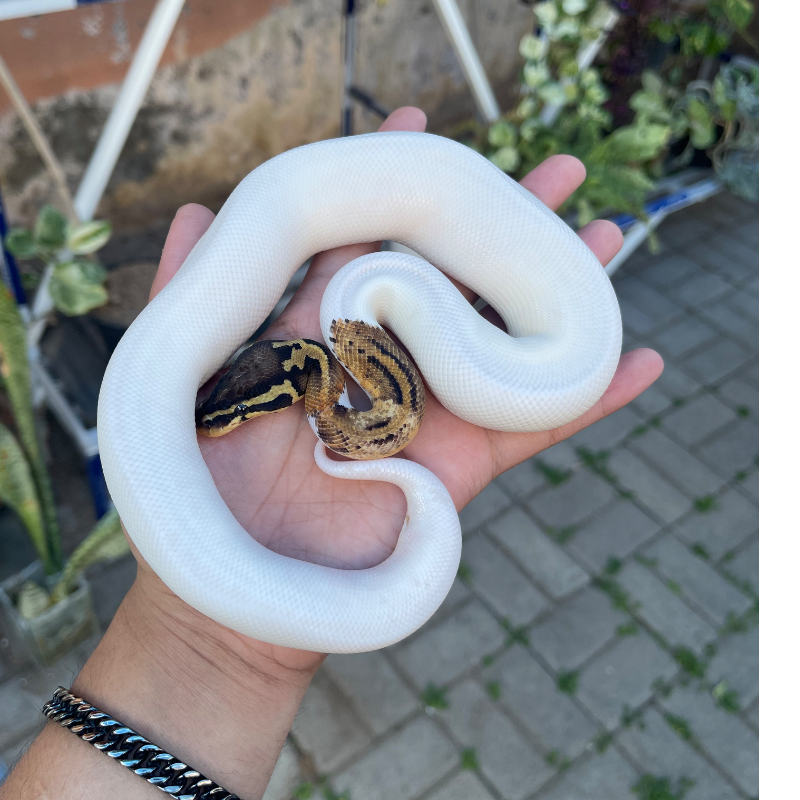 Pastel pied hi white 2