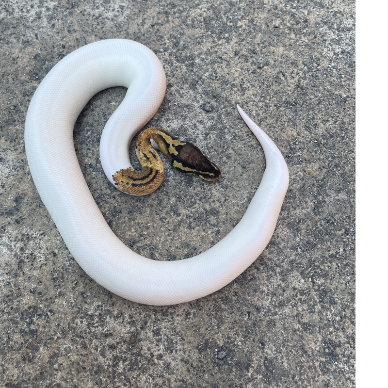 Pastel pied hi white 3