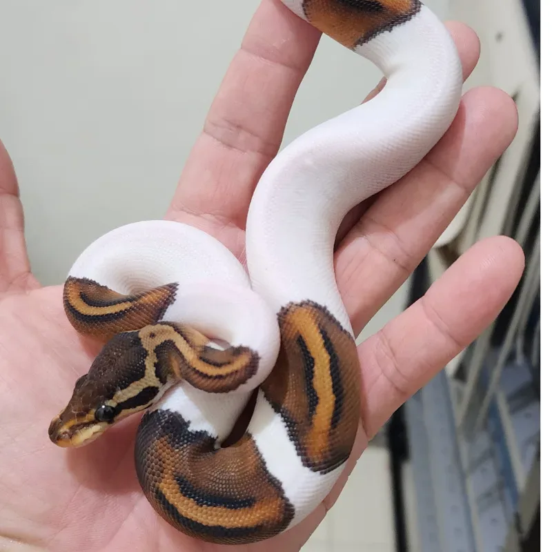 Blackpastel Pied Male