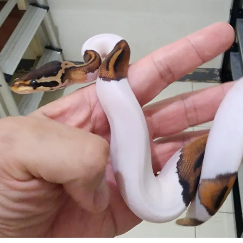 Blackpastel Pied Male 2
