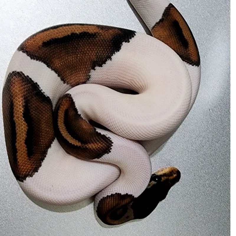 Blackpastel Pied Male 3