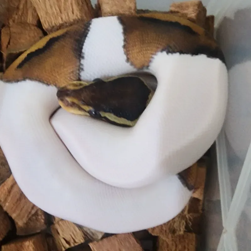 Blackpastel Pied Male 4