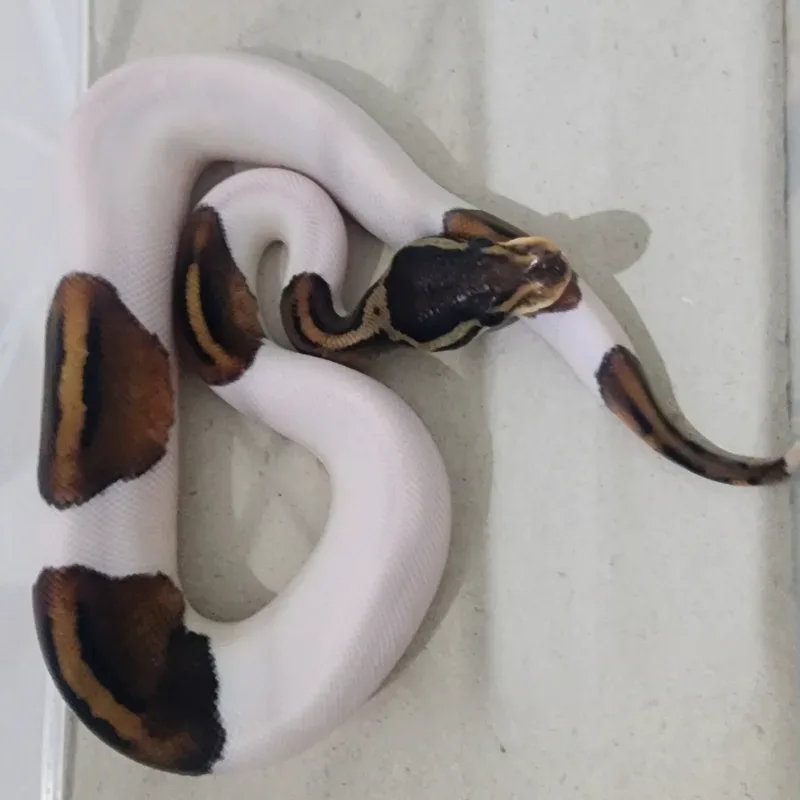 Blackpastel Pied Male 5