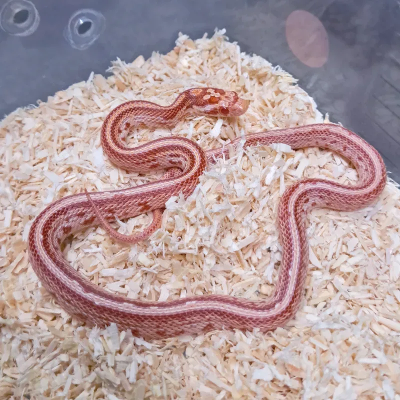 Alb. Tessera Nelson supercorn