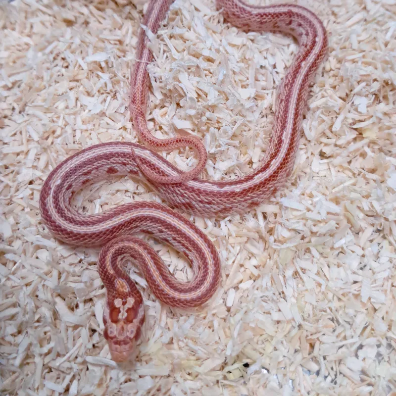 Alb. Tessera Nelson supercorn