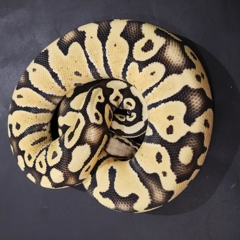 Super Pastel Desert Ghost