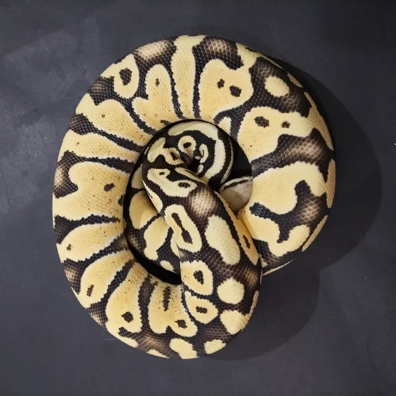 Super Pastel Desert Ghost