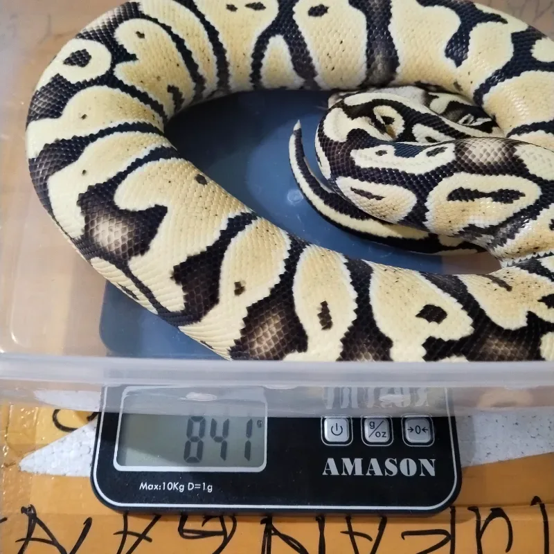 Super Pastel Desert Ghost