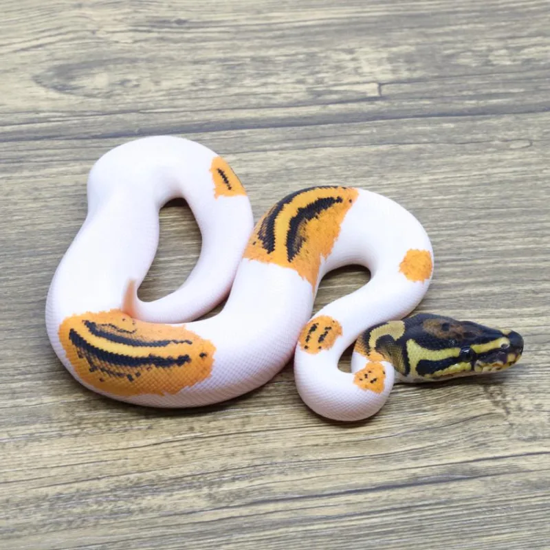 Orange Dream Yellowbelly Pied