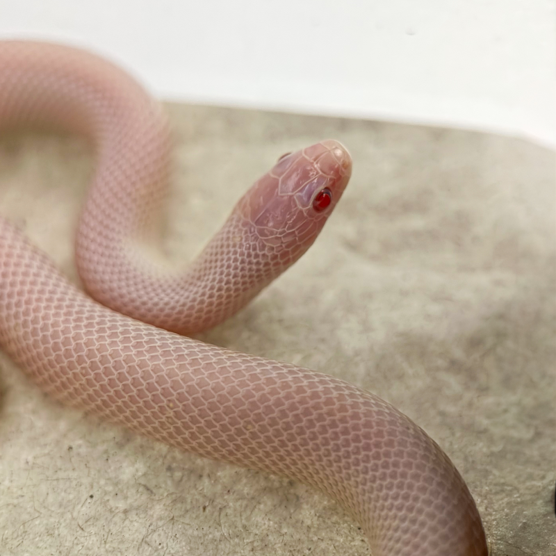 Albino
