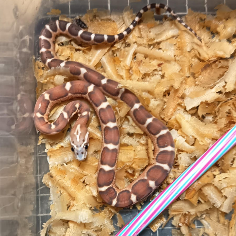 Scaleless Het Albino/Amelanistic Het Caramel Het Motley