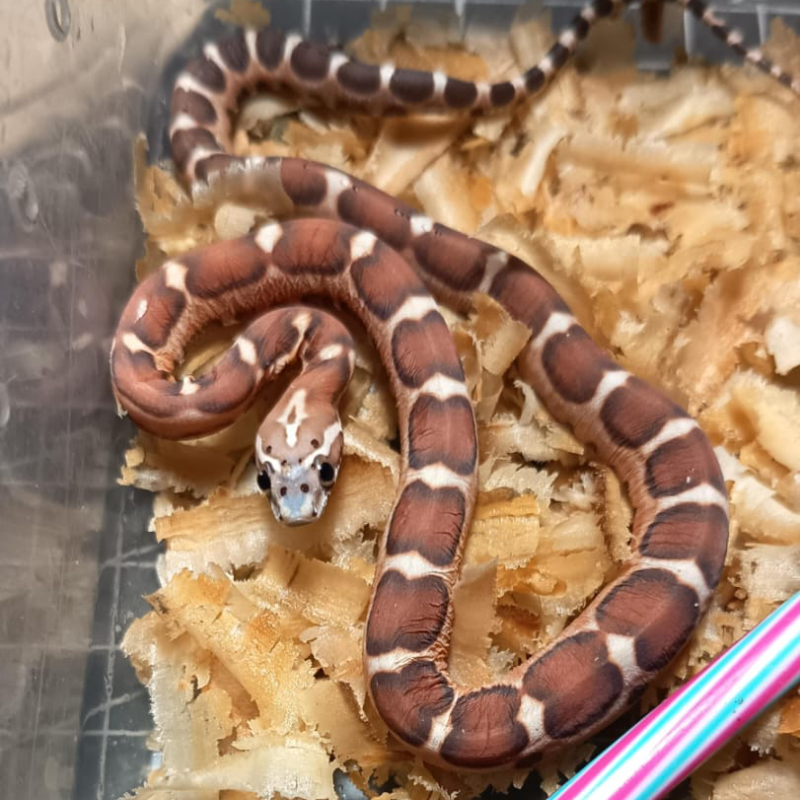 Scaleless cornsnake het caramel, amel, motley 2