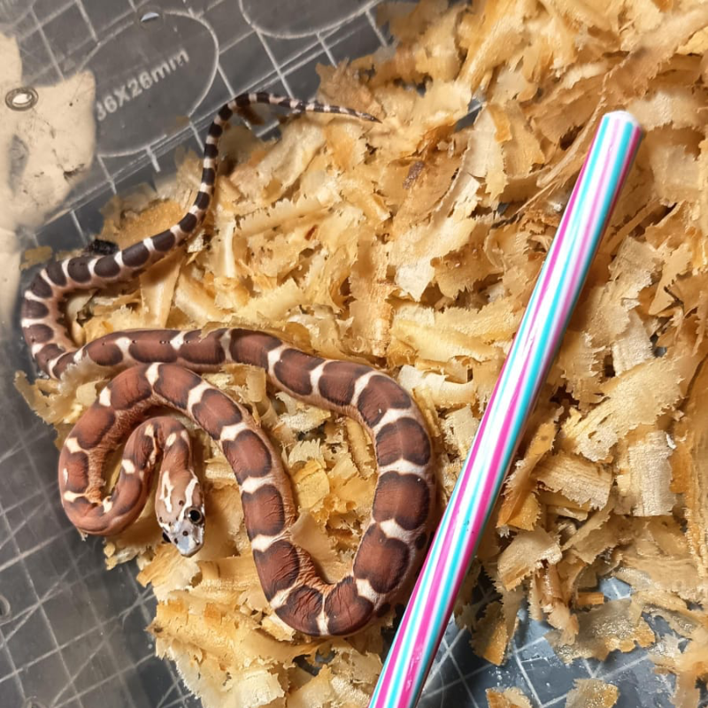 Scaleless cornsnake het caramel, amel, motley 3