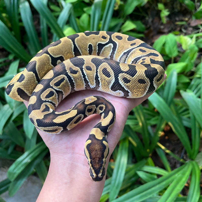 Enchi DH Lavender Clown