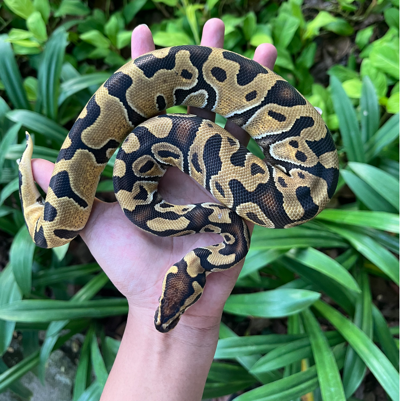 Enchi DH Lavender Clown