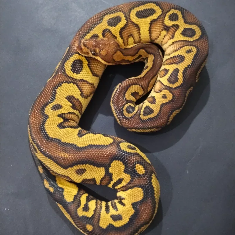 Leopard Hurricane Yellowbelly Gravel Clown