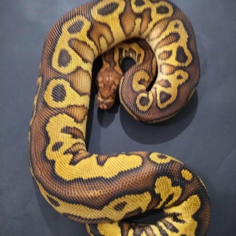 Leopard Hurricane Yellowbelly Gravel Clown