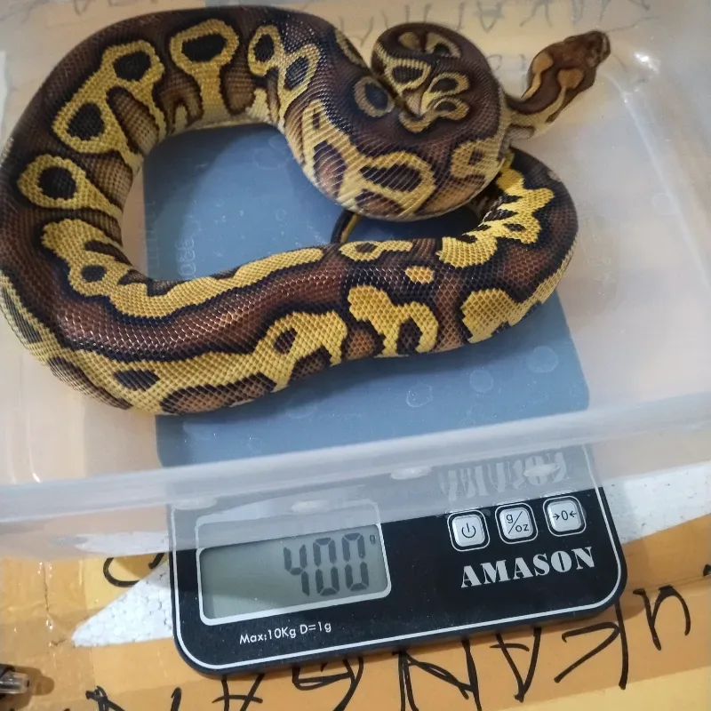 Leopard Hurricane Yellowbelly Gravel Clown