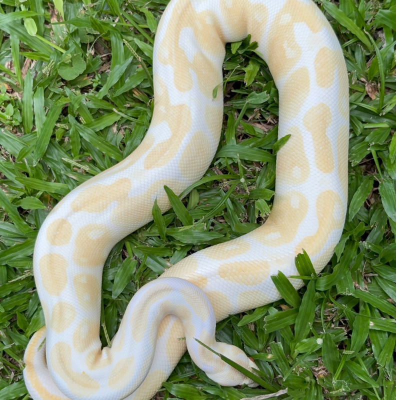 Albino 2