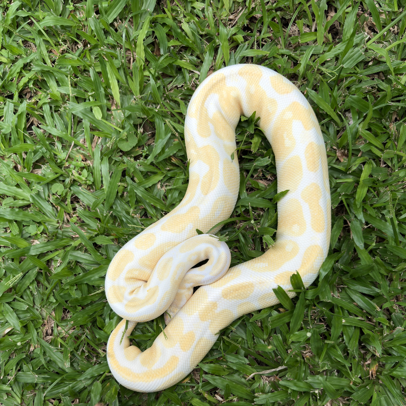 Albino 3