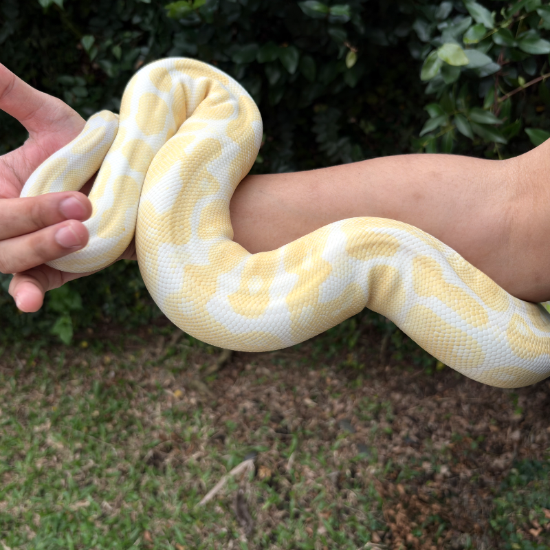 Albino 4