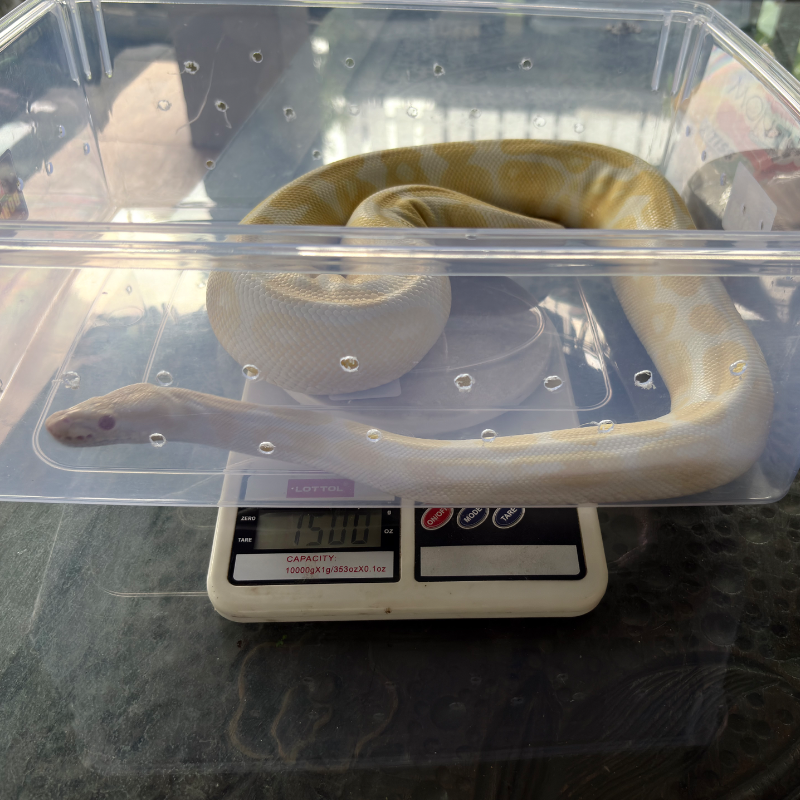 Albino 5