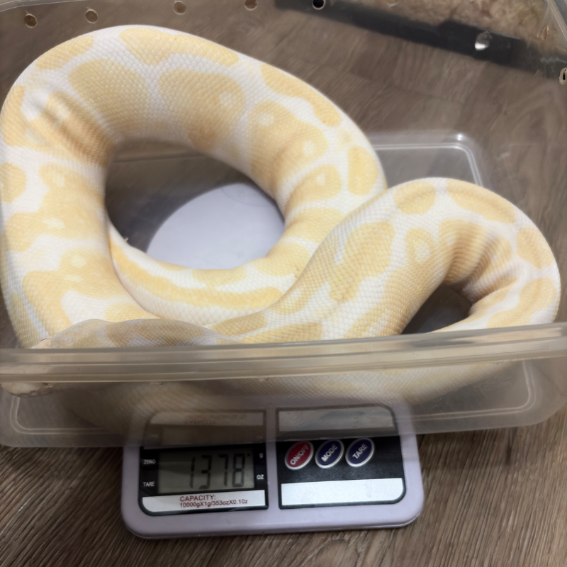 Albino 5