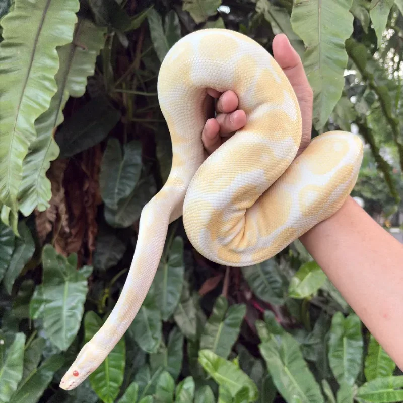 Albino