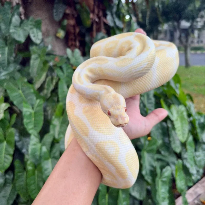Albino