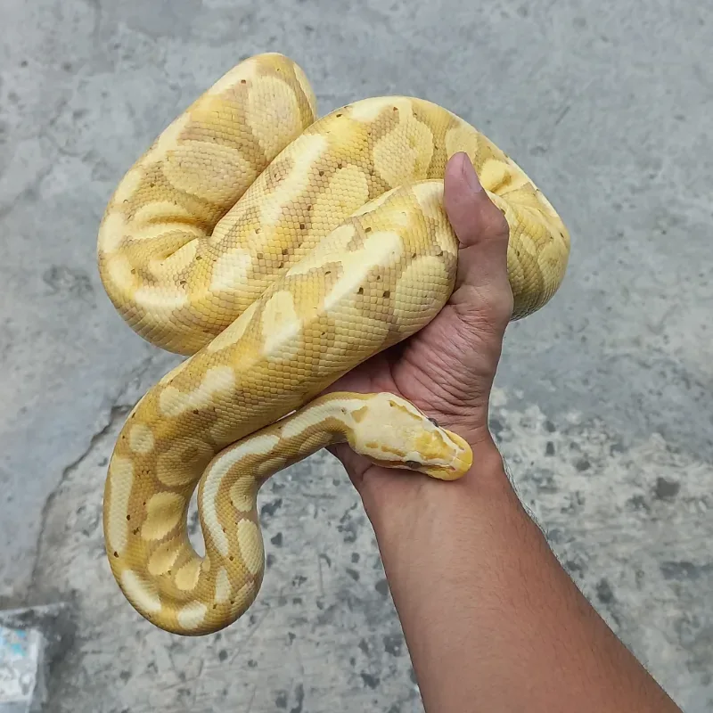 Banana Pastel
