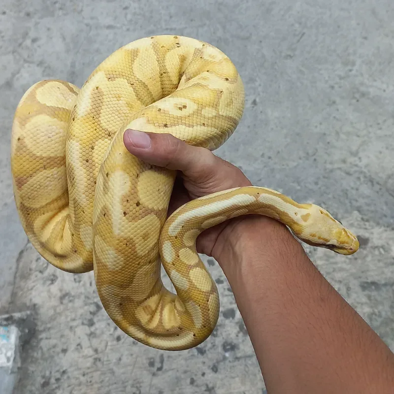 Banana Pastel