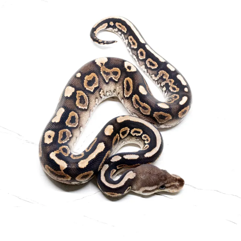 Cinnamon Yellowbelly Het Clown Het Hypo