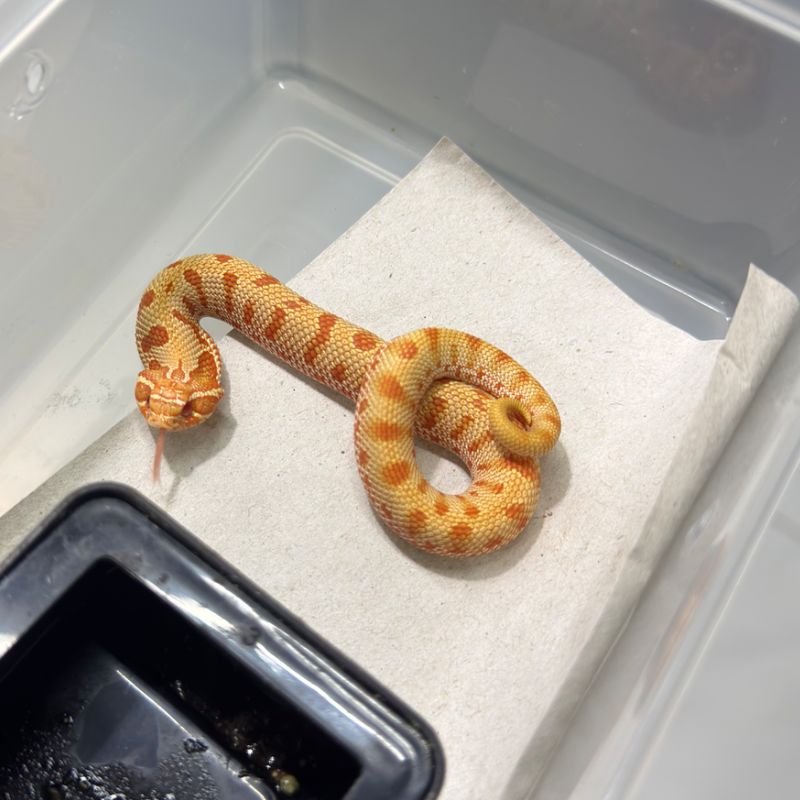 Albino conda het toxic