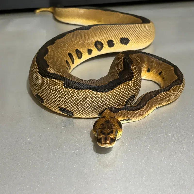 Leopard Red Stripe Clown