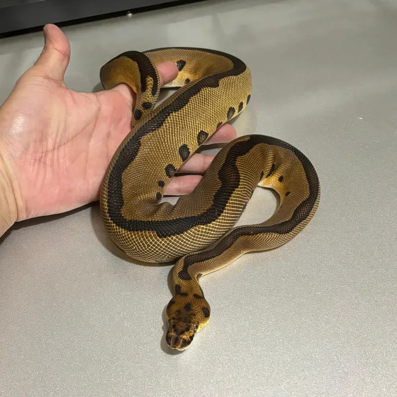 Leopard Red Stripe Clown 4