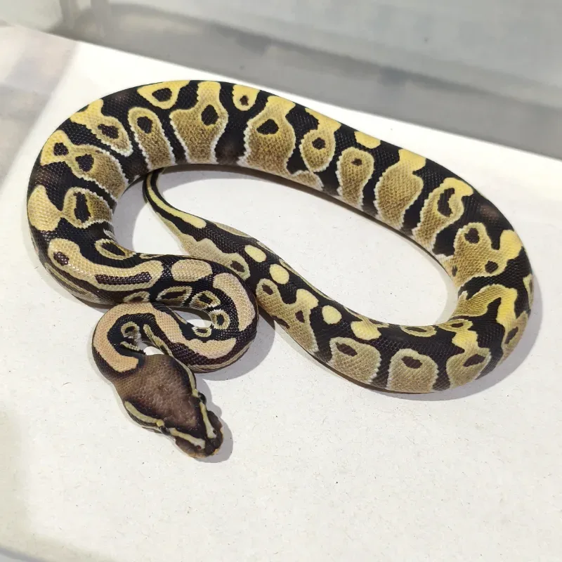 Desert Ghost Pos Het Clown Pos Het Pied