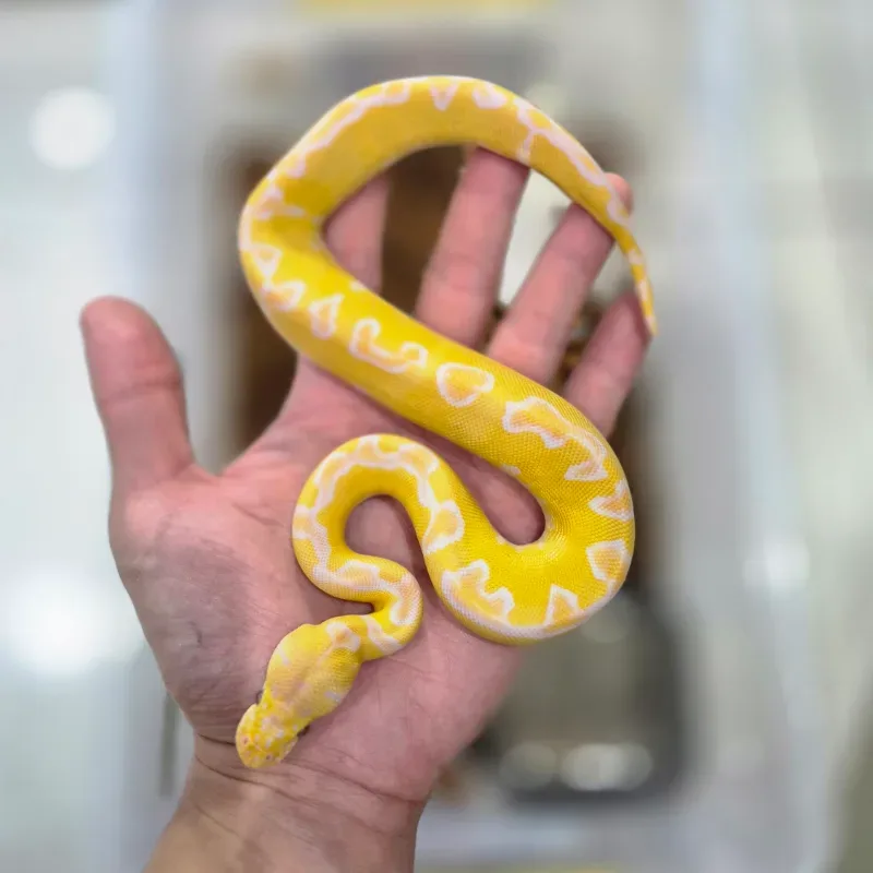 Enchi Grail ( Lavender Albino Clown )