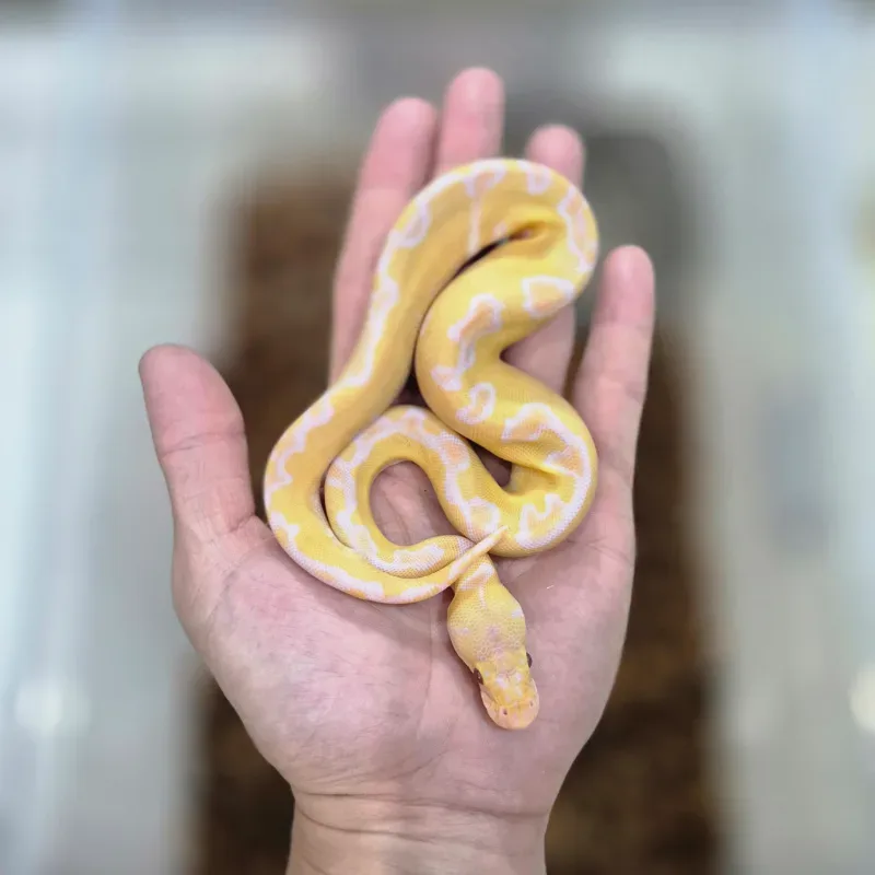 Enchi Grail ( Lavender Albino Clown )