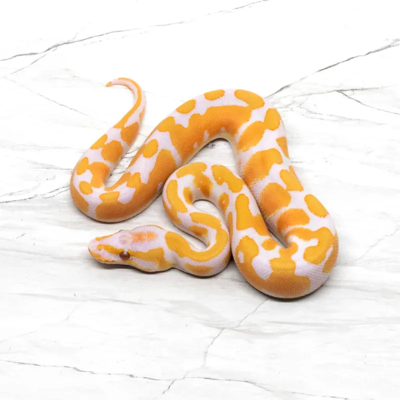 Lavender Albino Het Pied