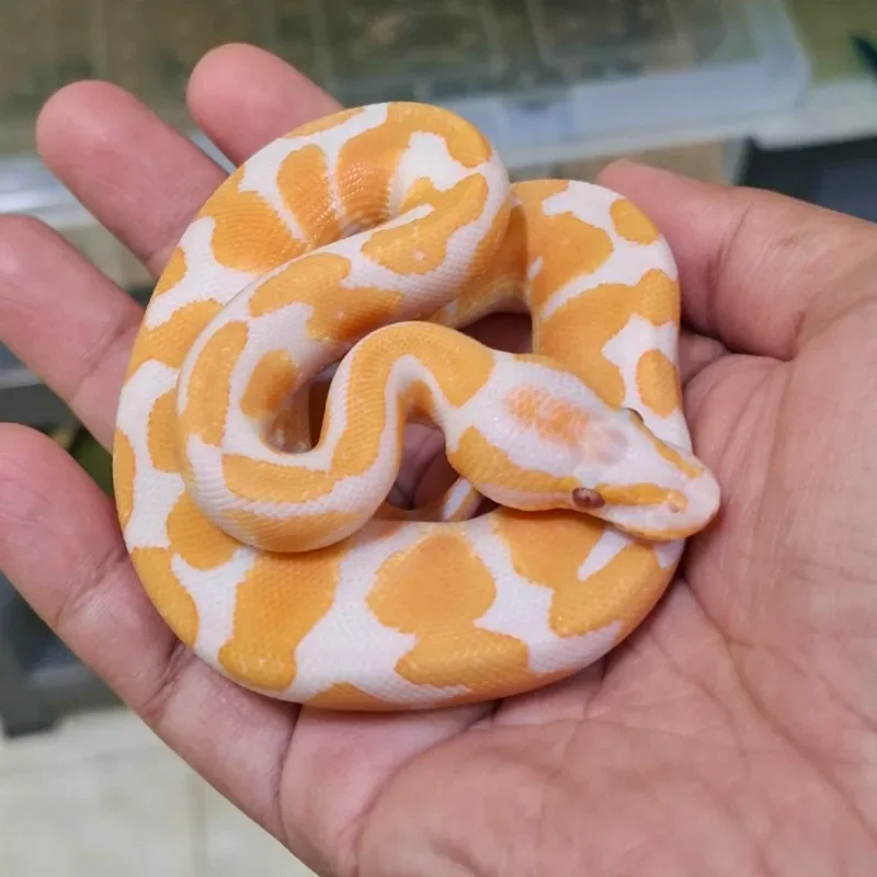 Lavender Albino Het Pied