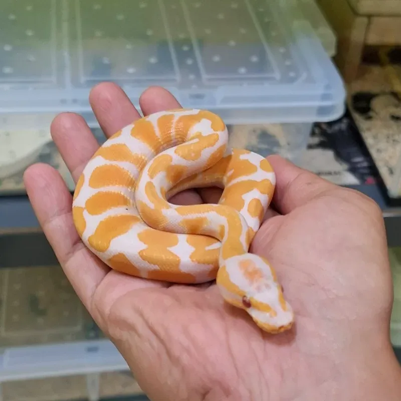 Lavender Albino Het Pied