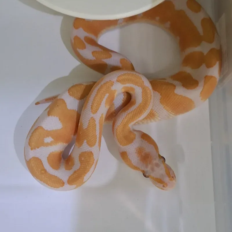 Lavender Albino Het Pied