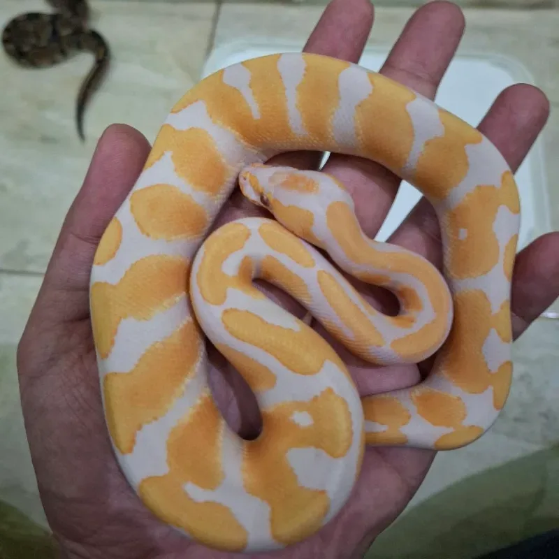 Lavender Albino Het Pied