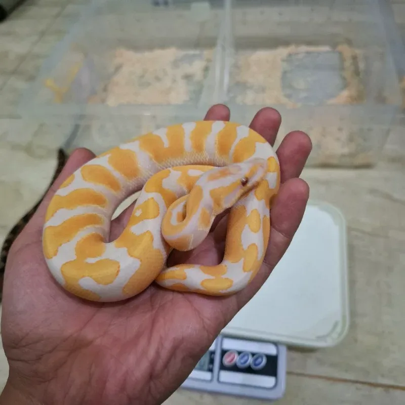 Lavender Albino Het Pied