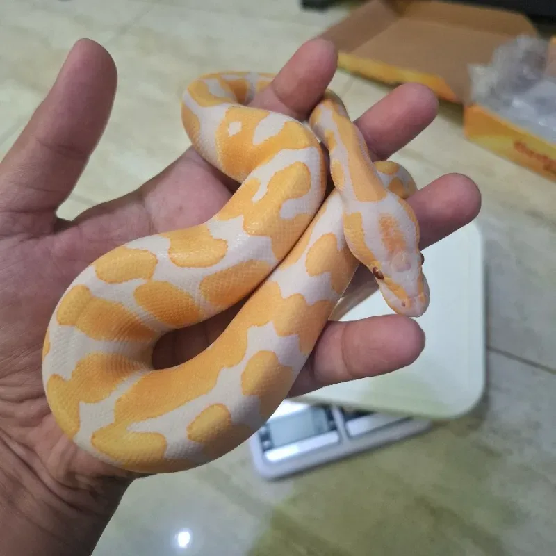 Lavender Albino Het Pied