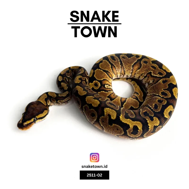 M Redstripe Yellow Belly Het Clown