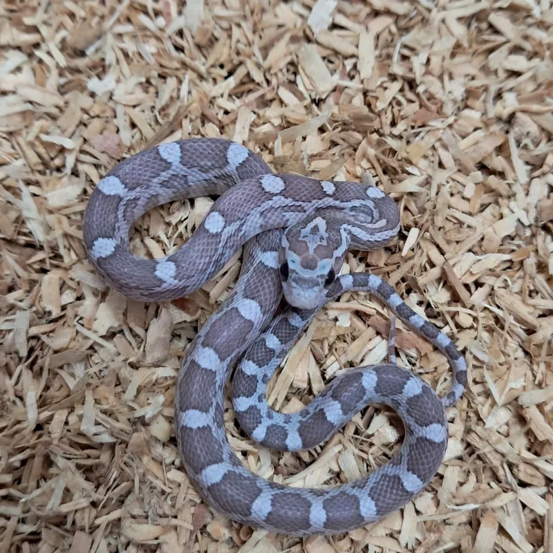 Hypo lavender