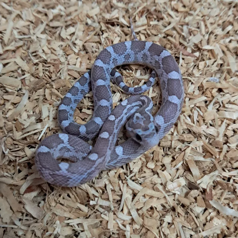 Hypo lavender 2