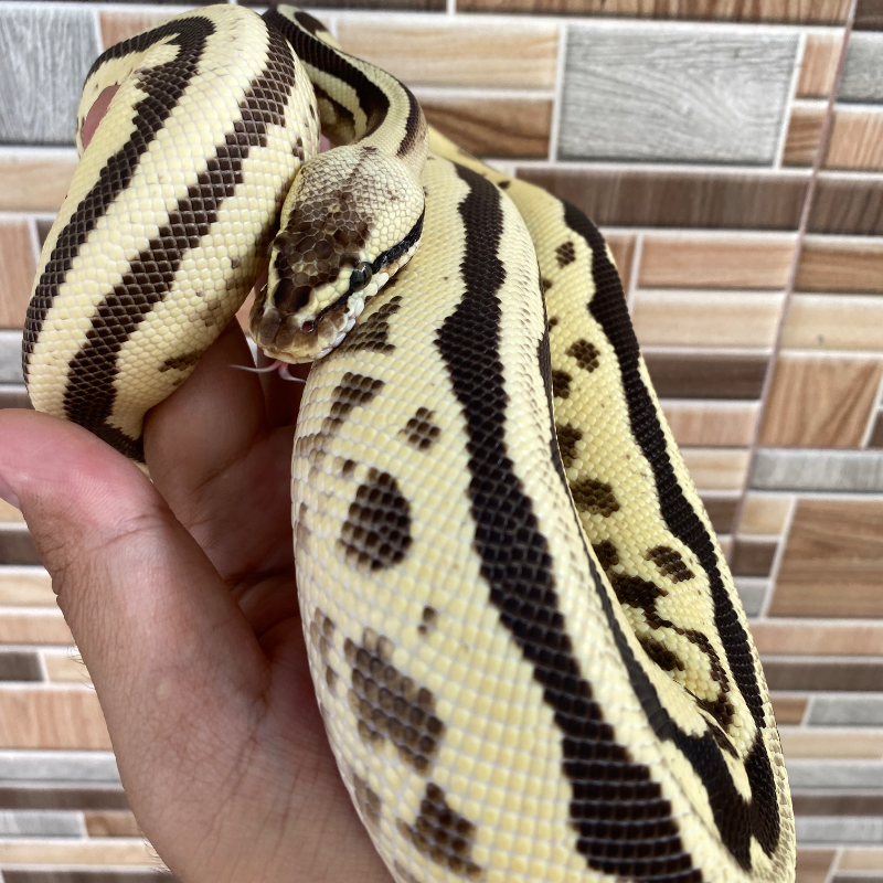 Leopard Batman