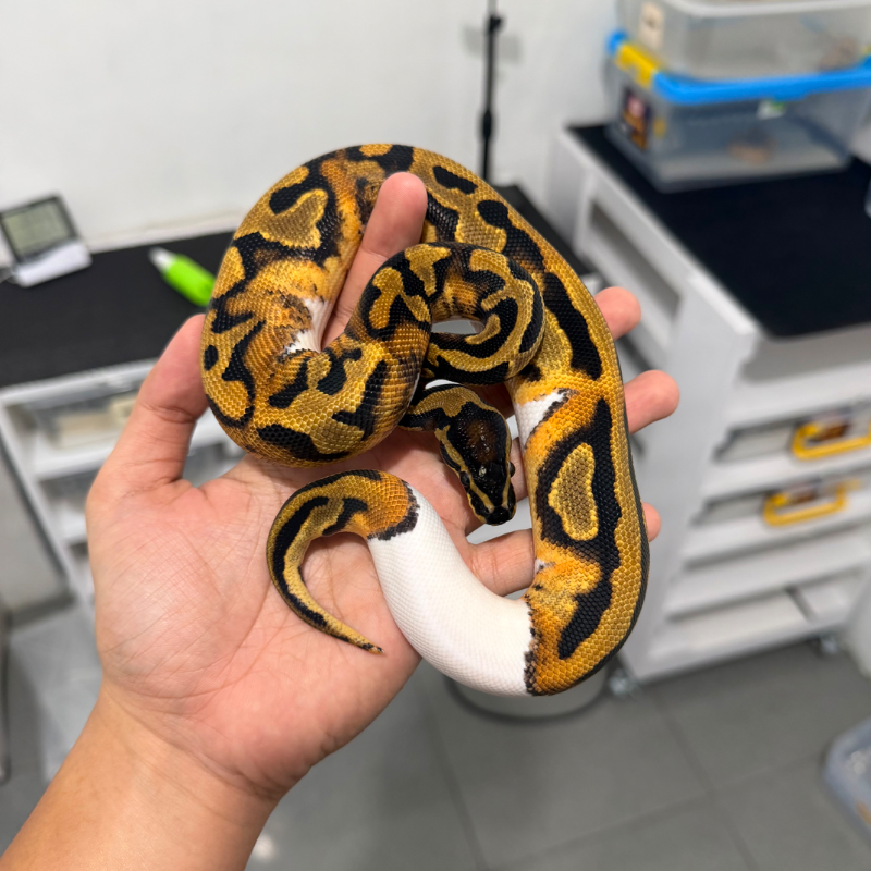 (Orange Dream) Pied